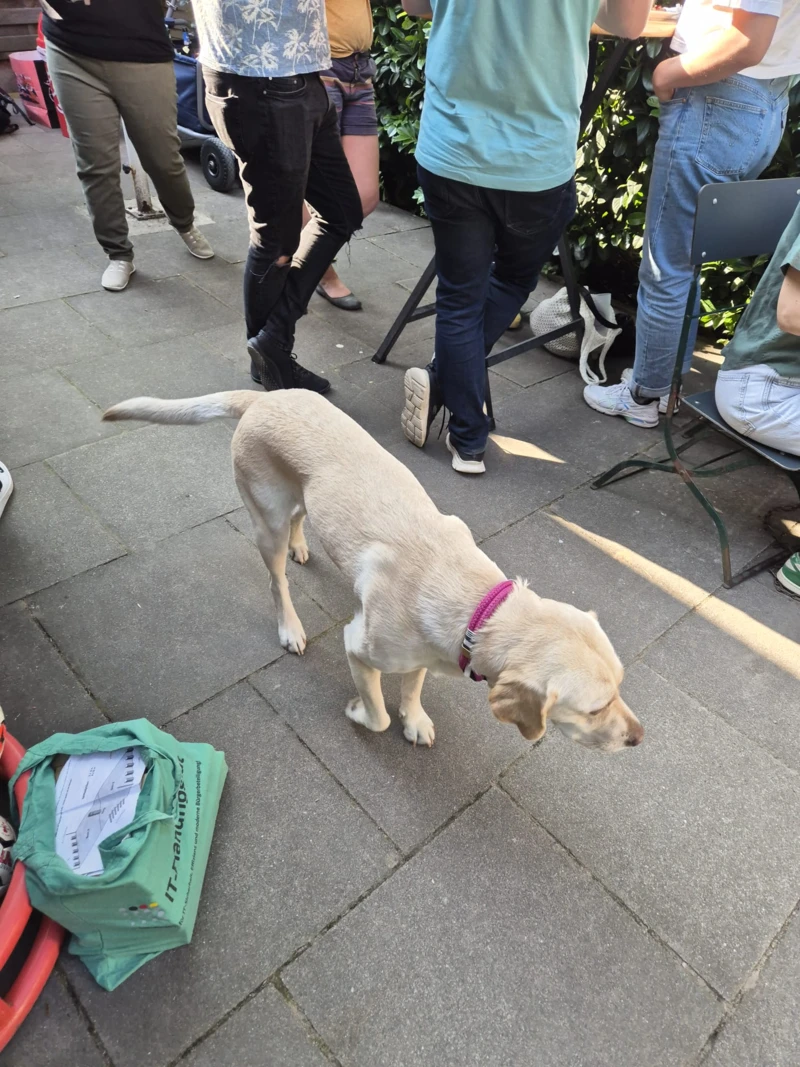 Bürohund von format h beim Sommerfest 2025 im Stadtpark Hamburg
